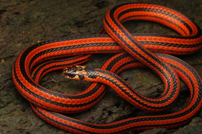 Black coral snake or Striped coral snake (Calliophis nigriscens)